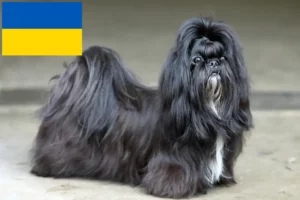 Read more about the article Hodowcy i szczenięta Shih Tzu w Ukraina