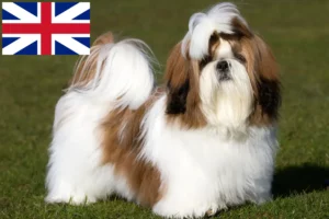 Read more about the article Hodowcy i szczenięta Shih Tzu w Wielka Brytania