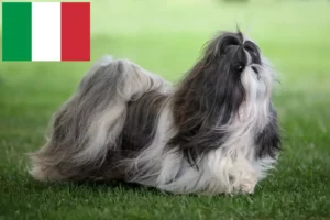 Read more about the article Hodowcy i szczenięta Shih Tzu w Włochy