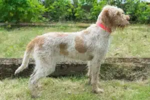 Read more about the article Hodowca Spinone Italiano