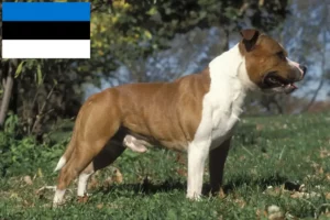 Read more about the article Hodowcy i szczenięta Staffordshire bull terrier w Estonia