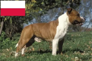 Read more about the article Hodowcy i szczenięta Staffordshire Bull Terrier w Polska