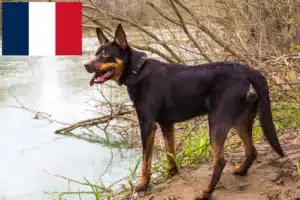 Read more about the article Hodowcy i szczenięta Australian Kelpie w Francja