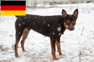 Read more about the article Hodowcy i szczenięta Australian Kelpie w Niemcy