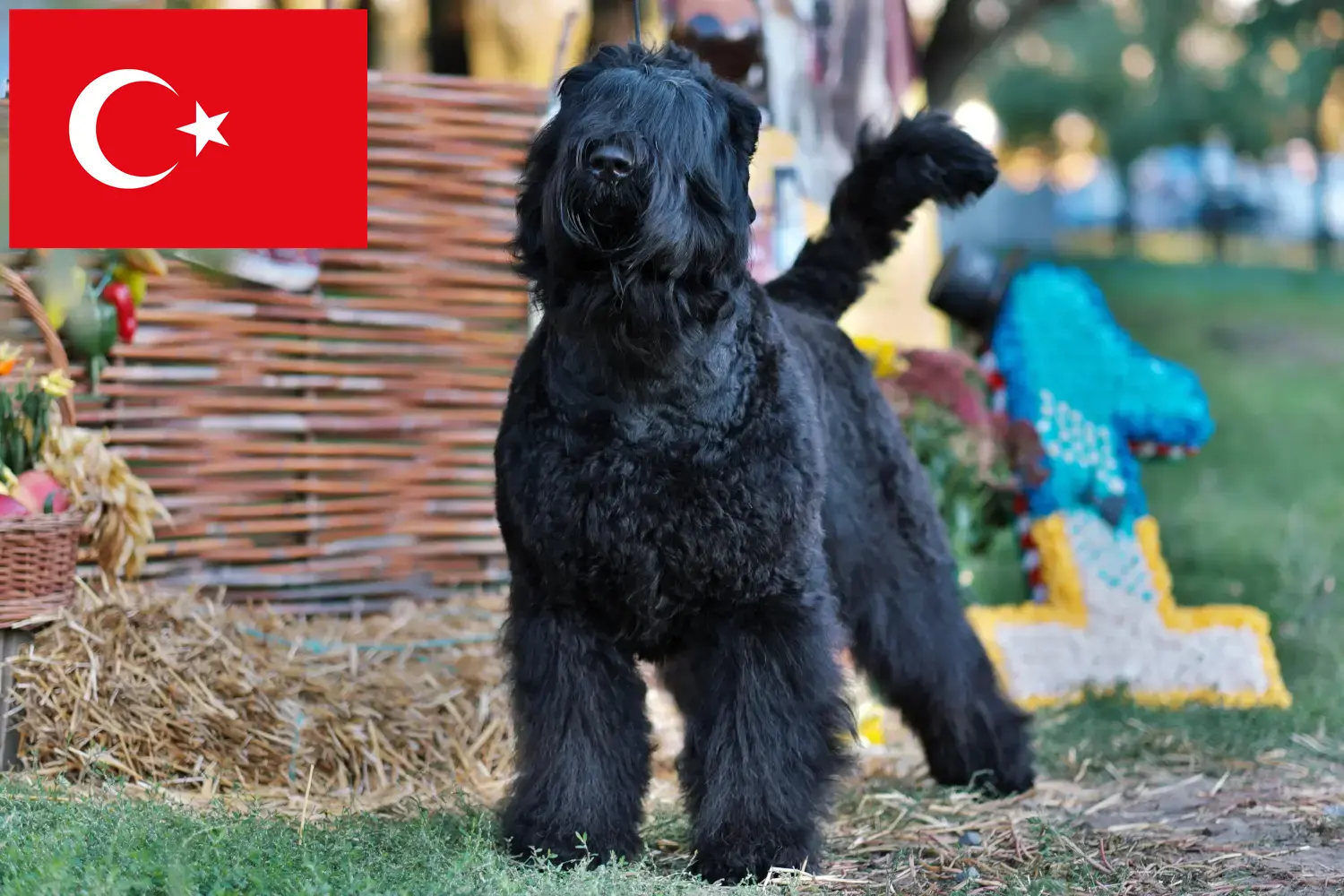 Read more about the article Czarny terier rosyjski – hodowca i szczenięta w Turcji