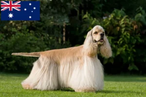 Read more about the article Amerykański cocker spaniel – hodowcy i szczenięta w Australia