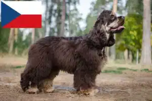 Read more about the article Hodowcy i szczenięta cocker spaniel amerykański w Czechy