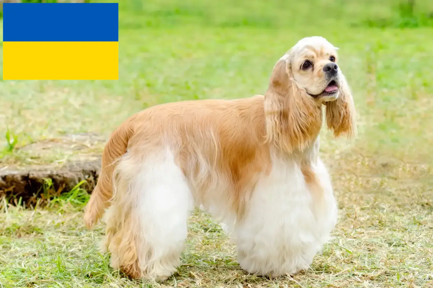 Read more about the article Amerykański cocker spaniel – hodowcy i szczenięta w Ukraina