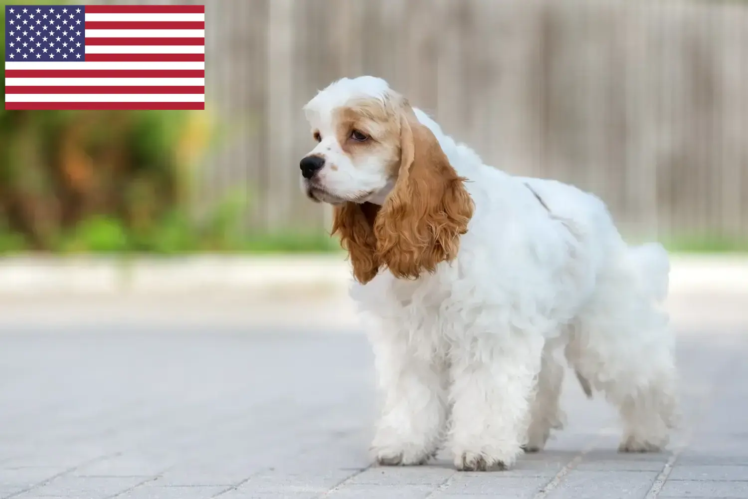 Read more about the article Amerykański cocker spaniel – hodowcy i szczenięta w USA