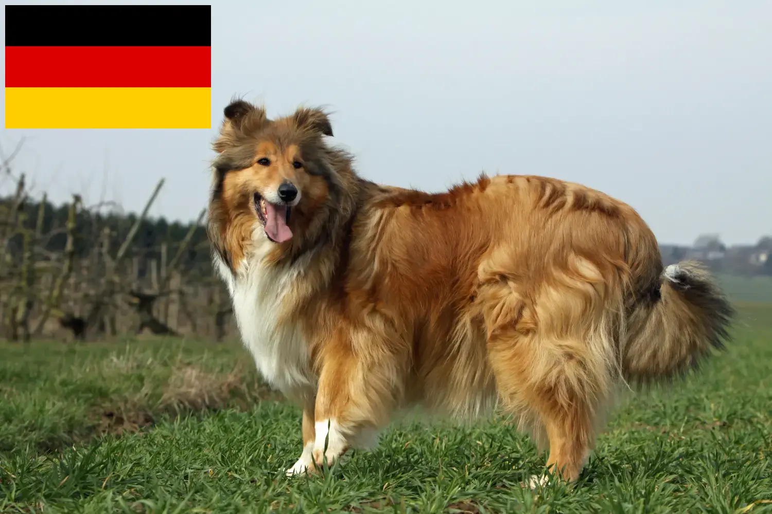 Read more about the article Hodowcy i szczenięta Collie w Niemcy