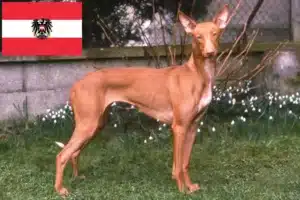 Read more about the article Hodowcy i szczenięta Pharaoh Hound w Austria