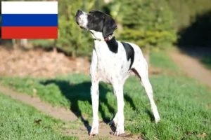 Read more about the article Hodowcy i szczenięta Pointer angielski w Rosja