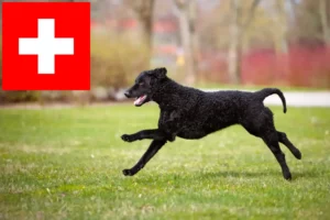 Read more about the article Hodowcy i szczenięta Curly Coated Retriever w Szwajcaria