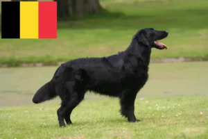 Read more about the article Hodowcy i szczenięta Flat Coated Retriever w Belgia