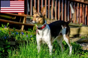 Read more about the article Hodowcy i szczenięta Rat terrier w USA