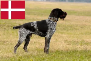 Read more about the article Hodowcy rasy Wyżeł niemiecki krótkowłosy i szczenięta w Dania