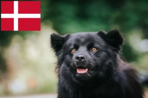 Read more about the article Hodowcy i szczenięta lapphund szwedzki w Dania