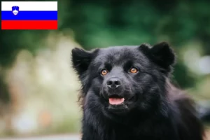 Read more about the article Szwedzki lapphund hodowcy i szczenięta w Słowenia