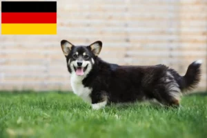 Read more about the article Hodowcy i szczenięta Welsh corgi w Niemcy