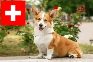 Read more about the article Hodowcy i szczenięta Welsh corgi w Szwajcaria