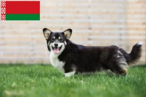 Read more about the article Hodowcy i szczenięta Welsh corgi w Białoruś