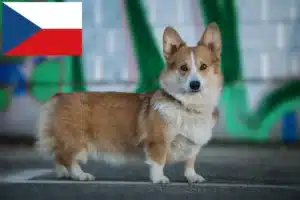 Read more about the article Hodowcy i szczenięta Welsh corgi w Czechy