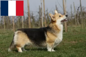 Read more about the article Hodowcy i szczenięta Welsh corgi w Francja