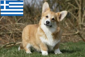 Read more about the article Hodowcy i szczenięta Welsh corgi w Grecja