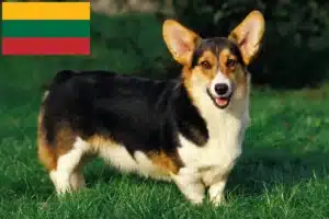 Read more about the article Walijskie corgi hodowcy i szczenięta w Litwa