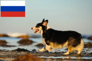 Read more about the article Hodowcy i szczenięta Welsh corgi w Rosja