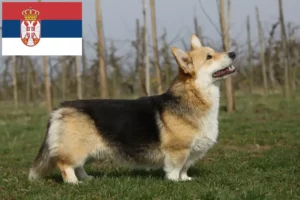 Read more about the article Walijskie corgi hodowcy i szczenięta w Serbia