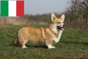 Read more about the article Hodowcy i szczenięta Welsh corgi w Włochy