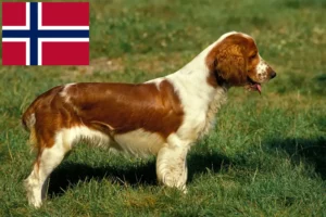 Read more about the article Hodowcy i szczenięta springer spaniel walijski w Norwegia