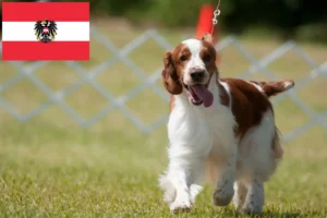 Read more about the article Hodowcy i szczenięta Springer spaniel walijski w Austria