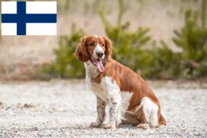 Read more about the article Hodowcy i szczenięta Springer spaniel walijski w Finlandia