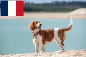 Read more about the article Hodowcy i szczenięta springer spaniel walijski w Francja