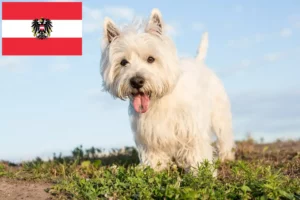 Read more about the article Hodowcy westie i szczenięta w Austria