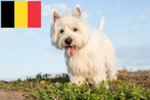 Read more about the article Hodowcy i szczenięta rasy Westie w Belgia