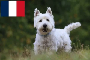 Read more about the article Hodowcy i szczenięta westie w Francja