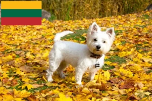 Read more about the article Hodowcy i szczenięta westie w Litwa