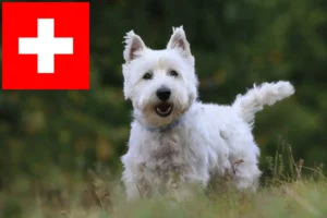 Read more about the article Hodowcy westie i szczenięta w Szwajcaria