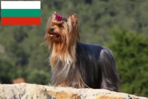 Read more about the article Hodowcy i szczenięta Yorkshire terrier w Bułgaria