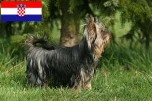 Read more about the article Hodowcy i szczenięta Yorkshire terrier w Chorwacja