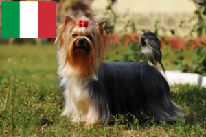 Read more about the article Hodowcy i szczenięta Yorkshire terrier w Włochy