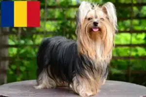 Read more about the article Hodowcy i szczenięta Yorkshire terrier w Rumunia