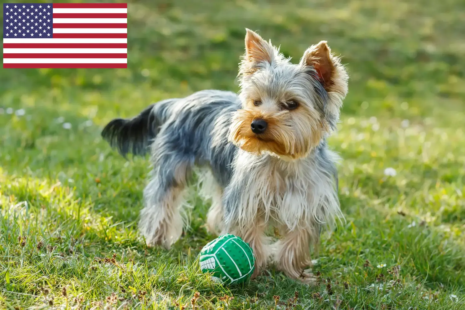 Read more about the article Hodowcy i szczenięta rasy Yorkshire terrier w USA