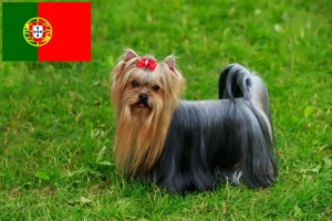 Read more about the article Hodowcy i szczenięta Yorkshire terrier w Portugalia