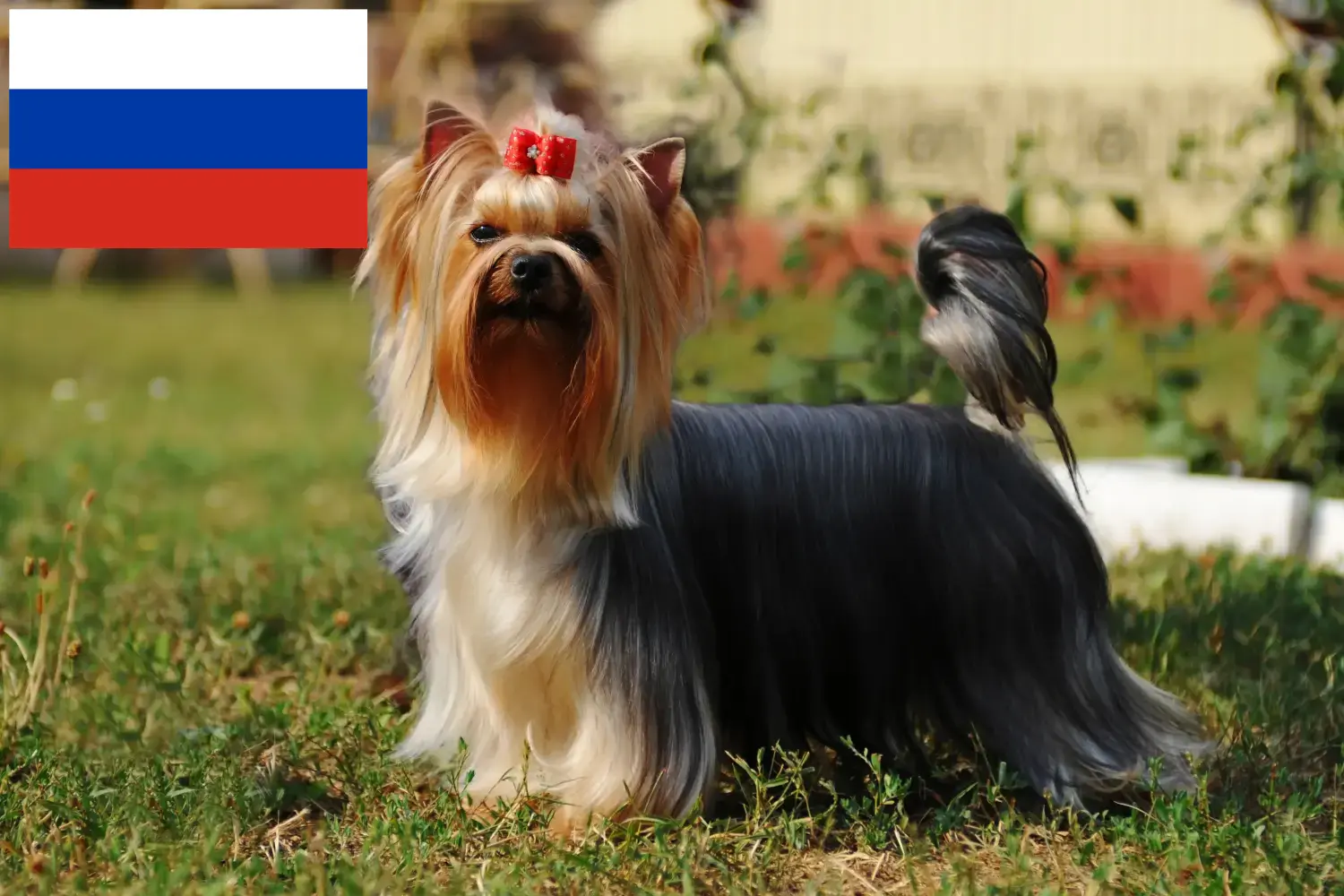 Read more about the article Hodowcy i szczenięta Yorkshire terrier w Rosja