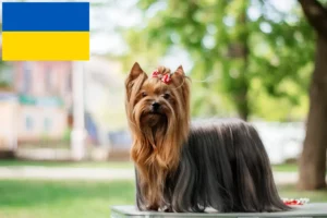 Read more about the article Hodowcy i szczenięta Yorkshire terrier w Ukraina