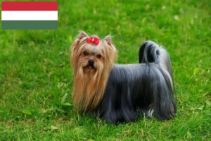 Read more about the article Hodowcy i szczenięta Yorkshire terrier w Węgry